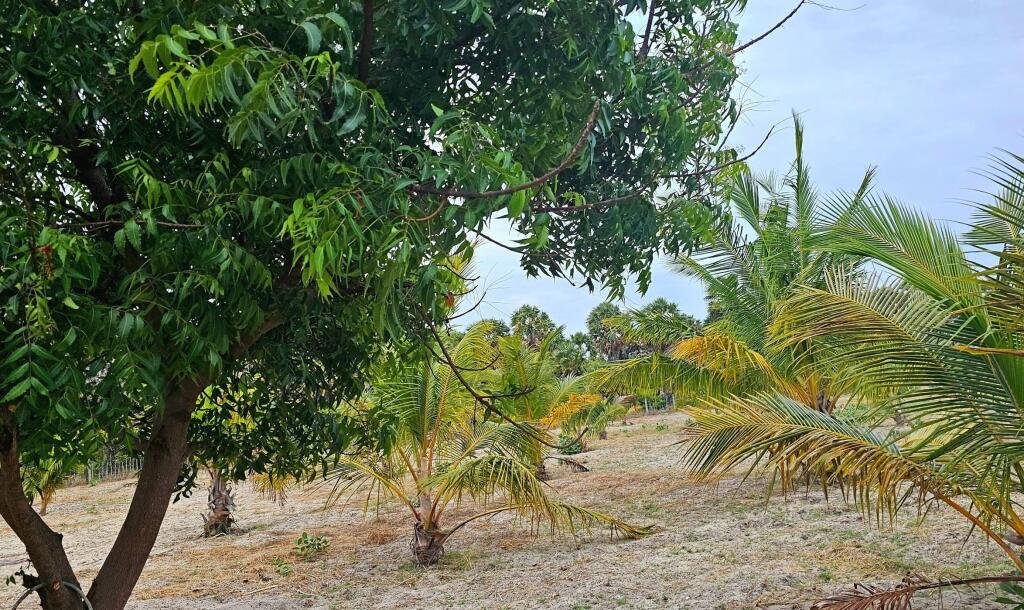 யாழ்ப்பாணம் நல்லூர் பிரதேச சபைக்கு உட்பட்ட #கிழக்கு_அரியாலை பகுதியில் 42 பரப்பு நிலப்பரப்பு காணி விற்பனைக்கு..-3