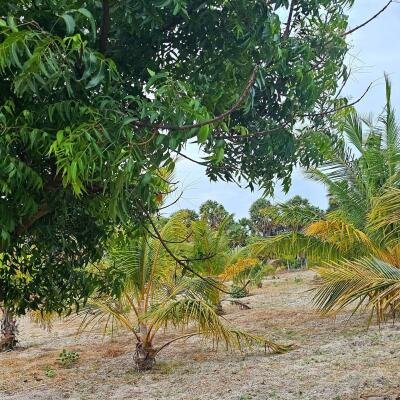 யாழ்ப்பாணம் நல்லூர் பிரதேச சபைக்கு உட்பட்ட #கிழக்கு_அரியாலை பகுதியில் 42 பரப்பு நிலப்பரப்பு காணி விற்பனைக்கு..-3