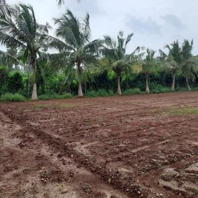 யாழ்ப்பாணம் - கீரிமலை நகுலேஸ்வரம் கோவில்க்கு அண்மையில் "கீரிமலை வீதியோரமாக" உள்ள காணி விற்பனைக்கு உள்ளது