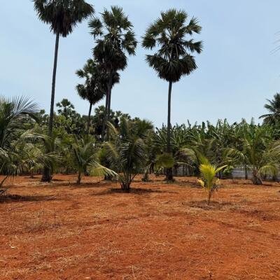 யாழ்ப்பாணம் புன்னாலைக்கட்டுவனில் 12.5 பரப்பு செம்மண் காணி விற்பனைக்கு