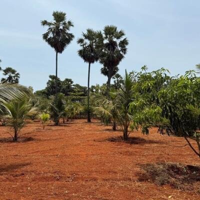 யாழ்ப்பாணம் புன்னாலைக்கட்டுவனில் 12.5 பரப்பு செம்மண் காணி விற்பனைக்கு