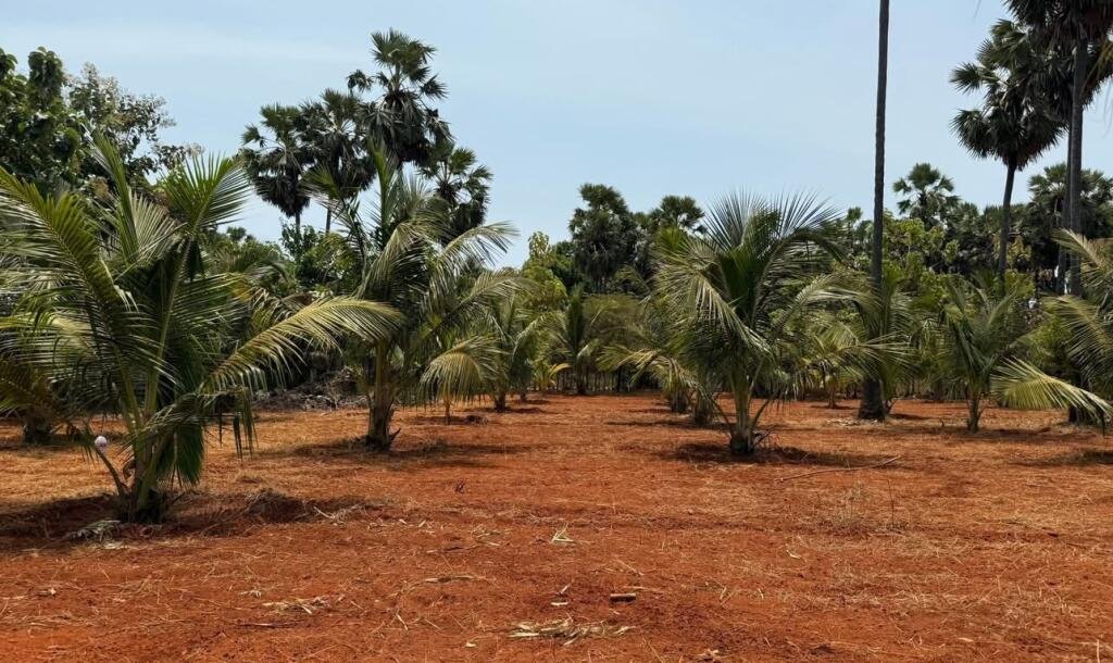 யாழ்ப்பாணம் புன்னாலைக்கட்டுவனில் 12.5 பரப்பு செம்மண் காணி விற்பனைக்கு-7