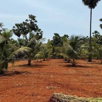 யாழ்ப்பாணம் புன்னாலைக்கட்டுவனில் 12.5 பரப்பு செம்மண் காணி விற்பனைக்கு