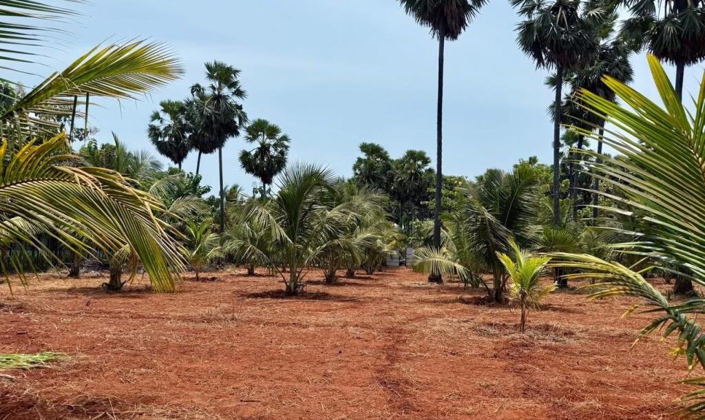 யாழ்ப்பாணம் புன்னாலைக்கட்டுவனில் 12.5 பரப்பு செம்மண் காணி விற்பனைக்கு-6