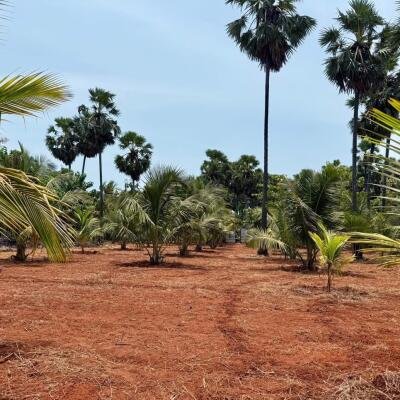 யாழ்ப்பாணம் புன்னாலைக்கட்டுவனில் 12.5 பரப்பு செம்மண் காணி விற்பனைக்கு