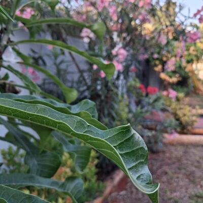 யாழ் : பலாலி  குரும்பசிட்டி  பிரதான  வீதியில்  வீடு விற்பனைக்கு உள்ளது