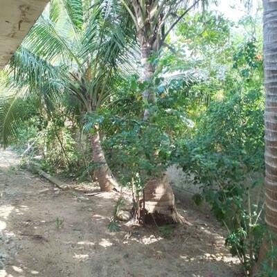 கைதடி - A9 வீதிக்கு அருகாமையில் அமைந்துள்ள, வீட்டுடன் கூடிய காணி விற்பனைக்கு prime location காணி