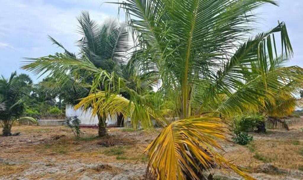 யாழ்ப்பாணம் நல்லூர் பிரதேச சபைக்கு உட்பட்ட #கிழக்கு_அரியாலை பகுதியில் 42 பரப்பு நிலப்பரப்பு காணி விற்பனைக்கு..-1