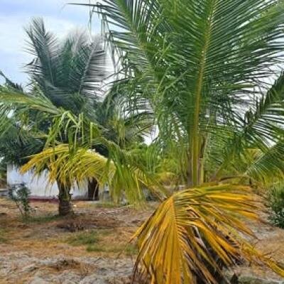 யாழ்ப்பாணம் நல்லூர் பிரதேச சபைக்கு உட்பட்ட #கிழக்கு_அரியாலை பகுதியில் 42 பரப்பு நிலப்பரப்பு காணி விற்பனைக்கு..