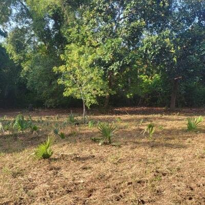 மனிப்பாய் இந்துக்கல்லூரியை அன்மித்த பகுதியில் 3பரப்பு காணி விற்ப்பனைக்கு