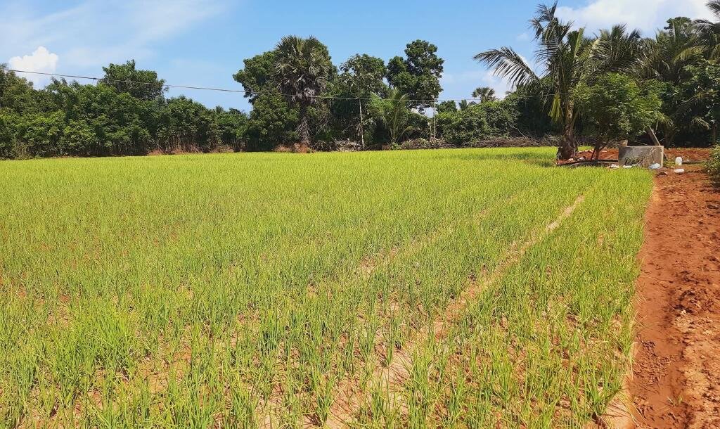 யாழ்ப்பாணம் - கீரிமலை நகுலேஸ்வரம் கோவில்க்கு அண்மையில் "கீரிமலை வீதியோரமாக" உள்ள காணி விற்பனைக்கு உள்ளது-2
