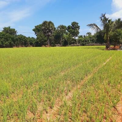 யாழ்ப்பாணம் - கீரிமலை நகுலேஸ்வரம் கோவில்க்கு அண்மையில் "கீரிமலை வீதியோரமாக" உள்ள காணி விற்பனைக்கு உள்ளது