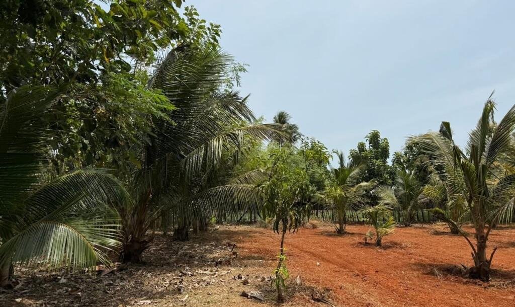 யாழ்ப்பாணம் புன்னாலைக்கட்டுவனில் 12.5 பரப்பு செம்மண் காணி விற்பனைக்கு-5