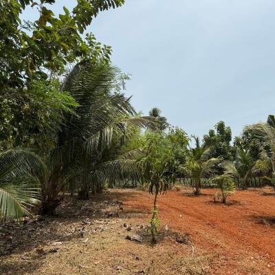 யாழ்ப்பாணம் புன்னாலைக்கட்டுவனில் 12.5 பரப்பு செம்மண் காணி விற்பனைக்கு