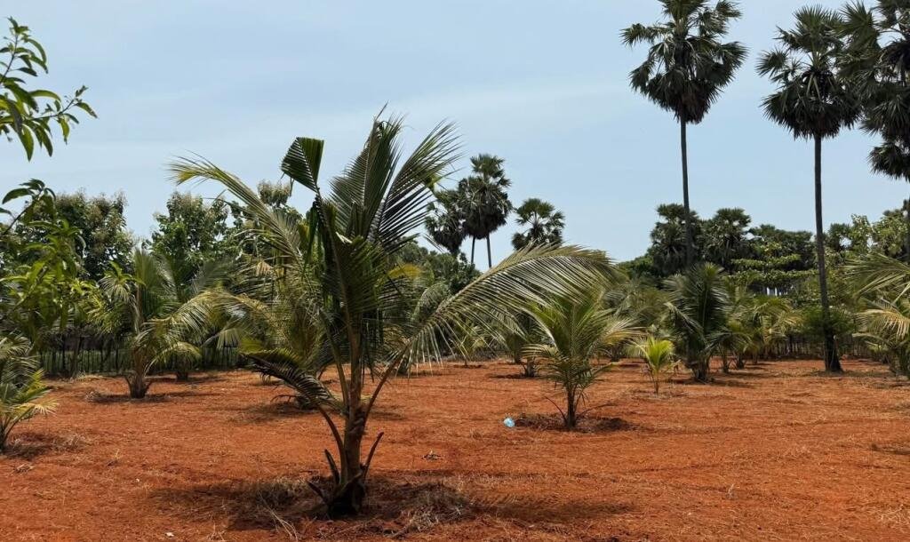 யாழ்ப்பாணம் புன்னாலைக்கட்டுவனில் 12.5 பரப்பு செம்மண் காணி விற்பனைக்கு-2