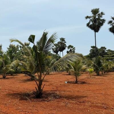 யாழ்ப்பாணம் புன்னாலைக்கட்டுவனில் 12.5 பரப்பு செம்மண் காணி விற்பனைக்கு