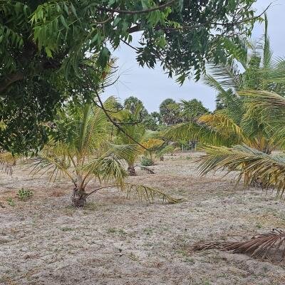 யாழ்ப்பாணம் நல்லூர் பிரதேச சபைக்கு உட்பட்ட #கிழக்கு_அரியாலை பகுதியில் 42 பரப்பு நிலப்பரப்பு காணி விற்பனைக்கு..-7