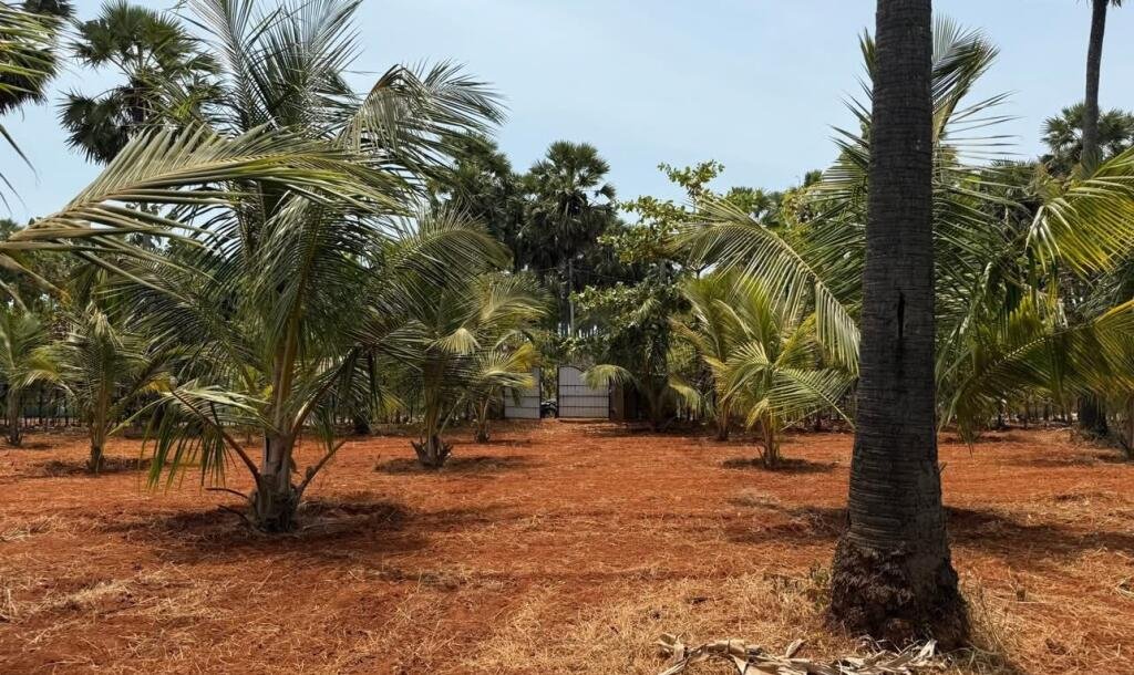 யாழ்ப்பாணம் புன்னாலைக்கட்டுவனில் 12.5 பரப்பு செம்மண் காணி விற்பனைக்கு-9