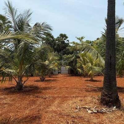 யாழ்ப்பாணம் புன்னாலைக்கட்டுவனில் 12.5 பரப்பு செம்மண் காணி விற்பனைக்கு