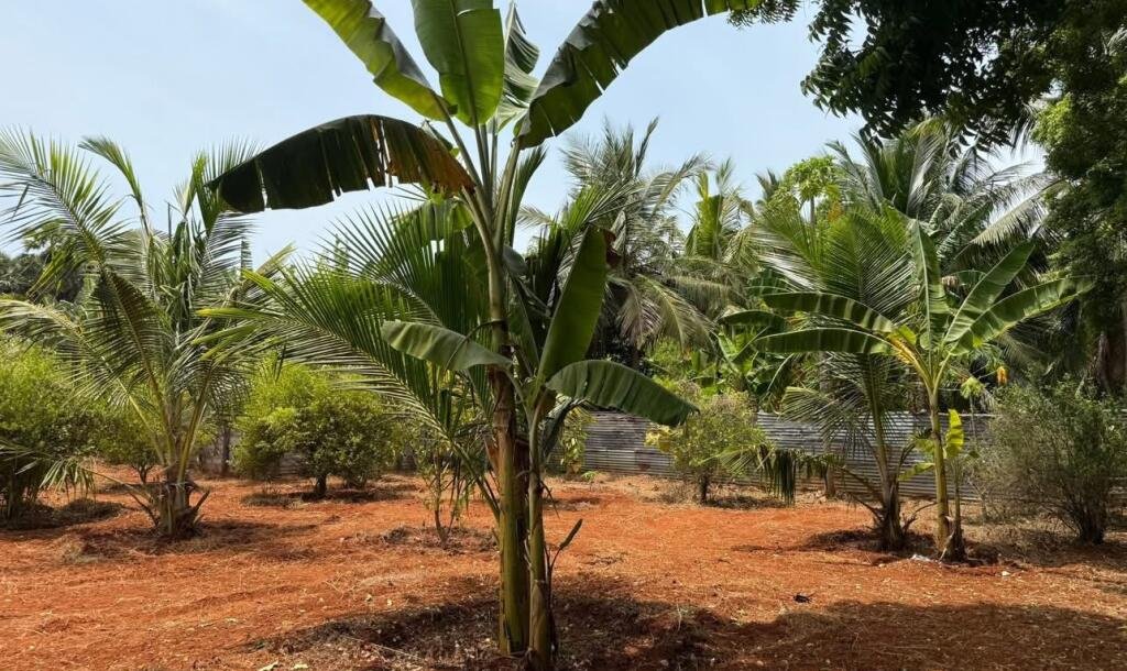 யாழ்ப்பாணம் புன்னாலைக்கட்டுவனில் 12.5 பரப்பு செம்மண் காணி விற்பனைக்கு-4