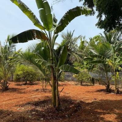 யாழ்ப்பாணம் புன்னாலைக்கட்டுவனில் 12.5 பரப்பு செம்மண் காணி விற்பனைக்கு