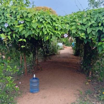 வவுனியா #கண்ணாடி #கணேசபுரம் பகுதியில் வீடு மற்றும் 𝟓𝟑 தென்னை மரங்களுடன் கூடிய 𝟐 ஏக்கர்க் காணி விற்பனைக்கு உள்ளது