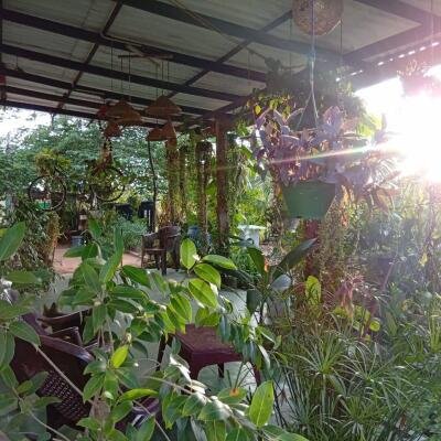 வவுனியா #கண்ணாடி #கணேசபுரம் பகுதியில் வீடு மற்றும் 𝟓𝟑 தென்னை மரங்களுடன் கூடிய 𝟐 ஏக்கர்க் காணி விற்பனைக்கு உள்ளது