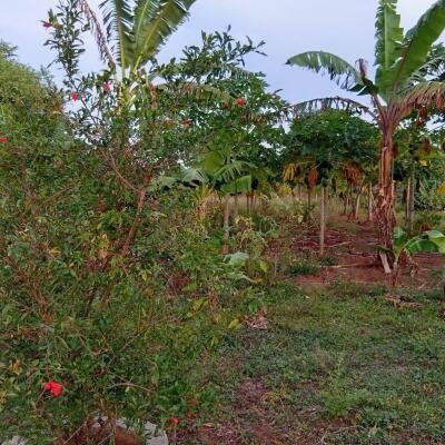 வவுனியா #கண்ணாடி #கணேசபுரம் பகுதியில் வீடு மற்றும் 𝟓𝟑 தென்னை மரங்களுடன் கூடிய 𝟐 ஏக்கர்க் காணி விற்பனைக்கு உள்ளது