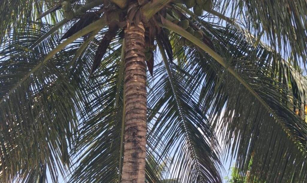 யாழ் சிவன் பண்னை வீதியருகில் 1 பரப்பு 1 குளி காணியில் அமைந்த கிழக்கு வாசல் வீடு விற்பனைக்கு..-2