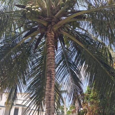 யாழ் சிவன் பண்னை வீதியருகில் 1 பரப்பு 1 குளி காணியில் அமைந்த கிழக்கு வாசல் வீடு விற்பனைக்கு..