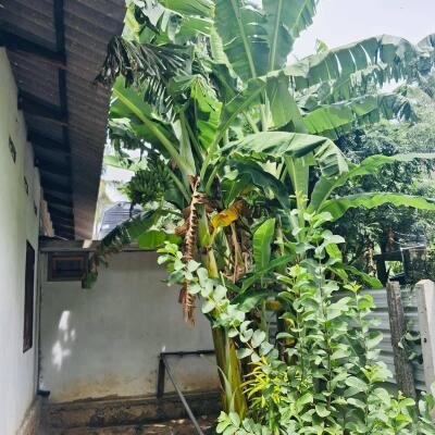 யாழ் மானிப்பாய் பகுதியில் 2.5 பரப்பு காணியில் அமைந்த வடக்கு வாசல் புதிய வீடு விற்பனைக்கு