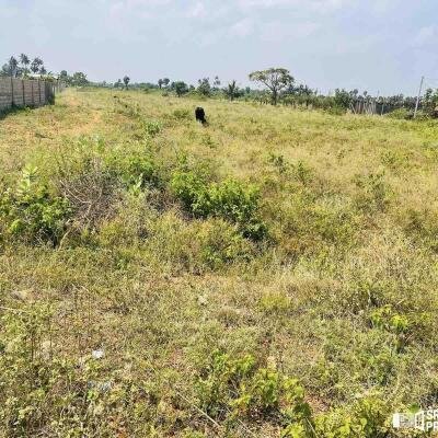 Land For Sale In Achchuveli KovilPadu Pathmeani Jaffna