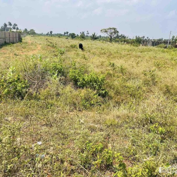 Land For Sale In Achchuveli KovilPadu Pathmeani Jaffna-3