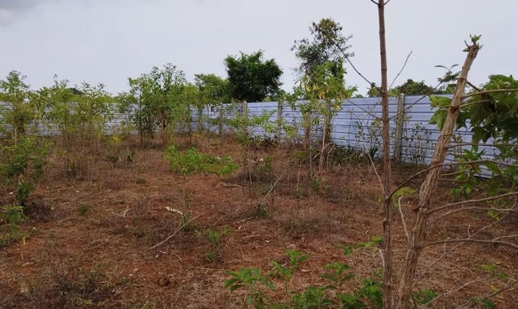 2 plots of Land for Sale at 700 meters from Hospital in Thellipallai-1