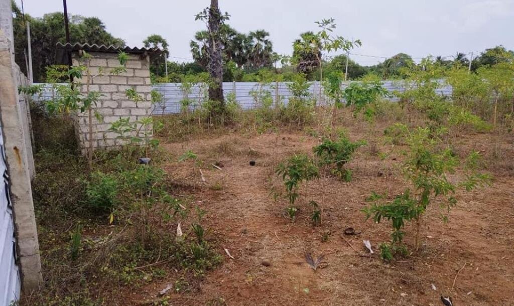 2 plots of Land for Sale at 700 meters from Hospital in Thellipallai-3