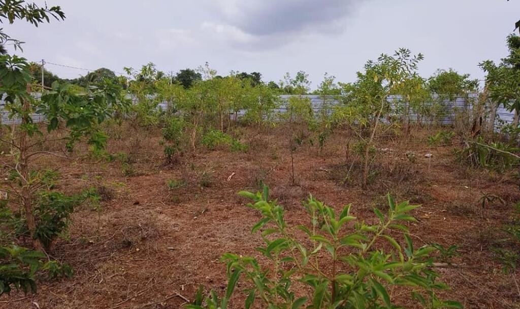 2 plots of Land for Sale at 700 meters from Hospital in Thellipallai-4
