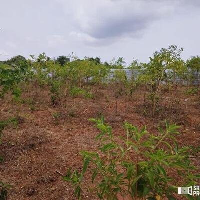 2 plots of Land for Sale at 700 meters from Hospital in Thellipallai