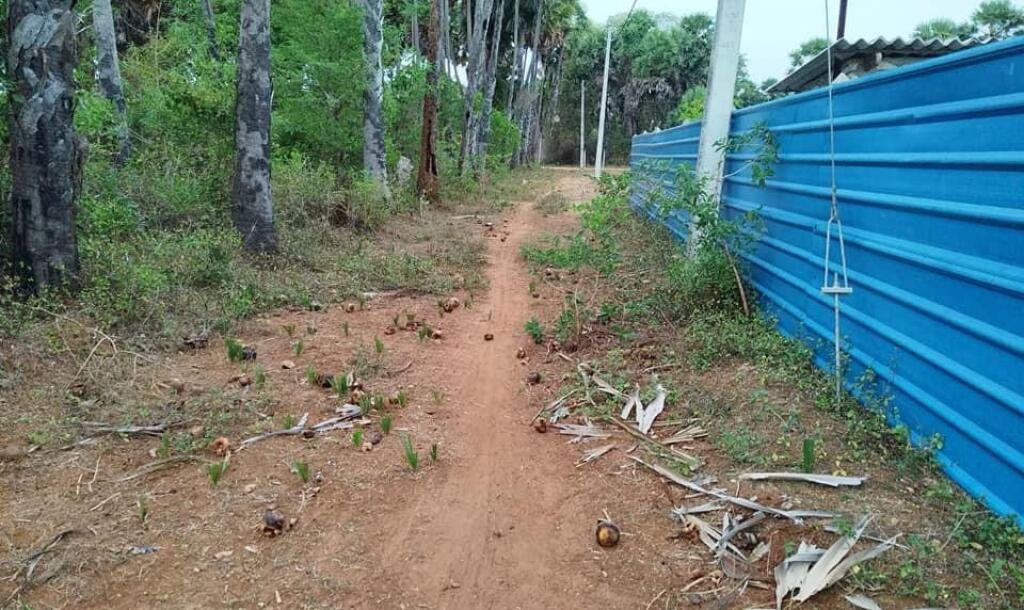 2 plots of Land for Sale at 700 meters from Hospital in Thellipallai-5