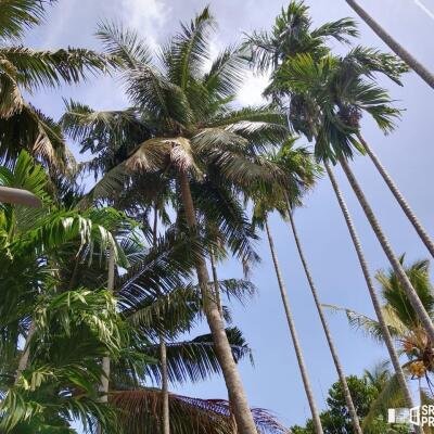 With 2 acres of land in Urealu, Jaffna For sale  & New house for sale