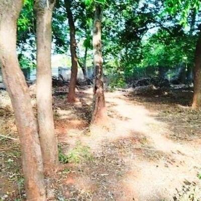 5 area 7 pit land with frontage 80 feet along Rasapada road going to Neerveli-Siruppitti-Nilawari for sale