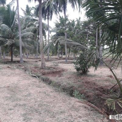 3 Acres Of Land Available For Sale In Pavatamadu Puttalam