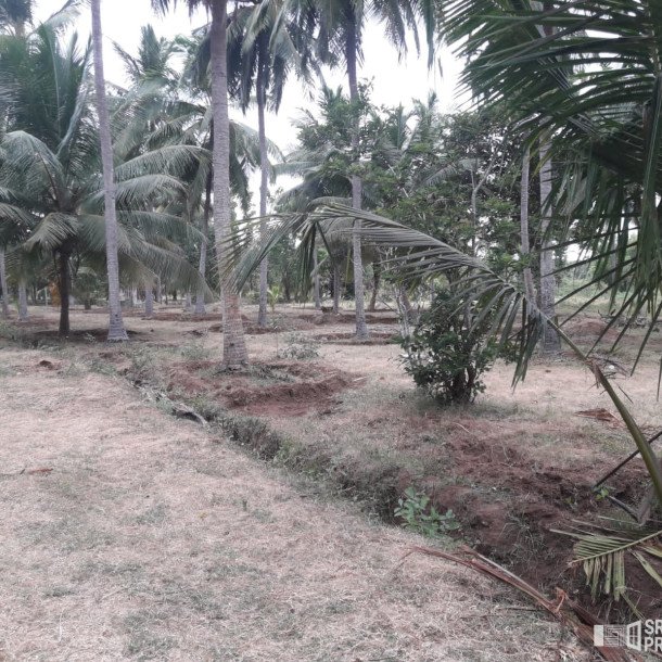 3 Acres Of Land Available For Sale In Pavatamadu Puttalam-2