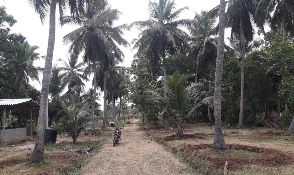 3 Acres Of Land Available For Sale In Pavatamadu Puttalam-3