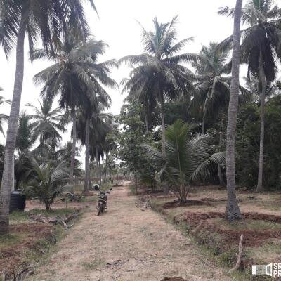 3 Acres Of Land Available For Sale In Pavatamadu Puttalam