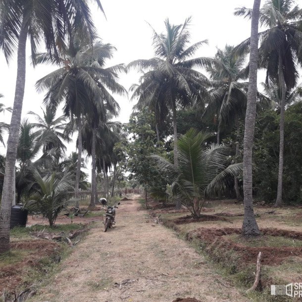 3 Acres Of Land Available For Sale In Pavatamadu Puttalam-3