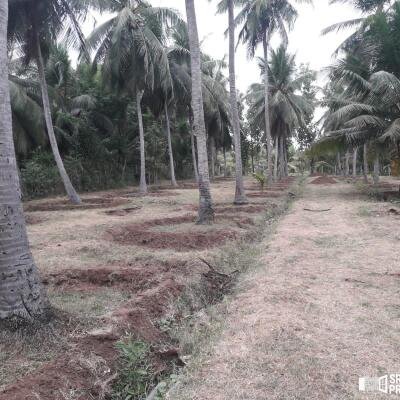 3 Acres Of Land Available For Sale In Pavatamadu Puttalam