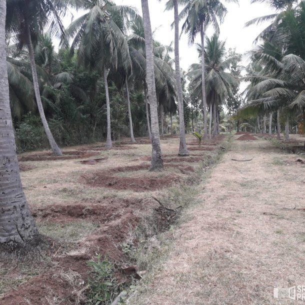 3 Acres Of Land Available For Sale In Pavatamadu Puttalam-5