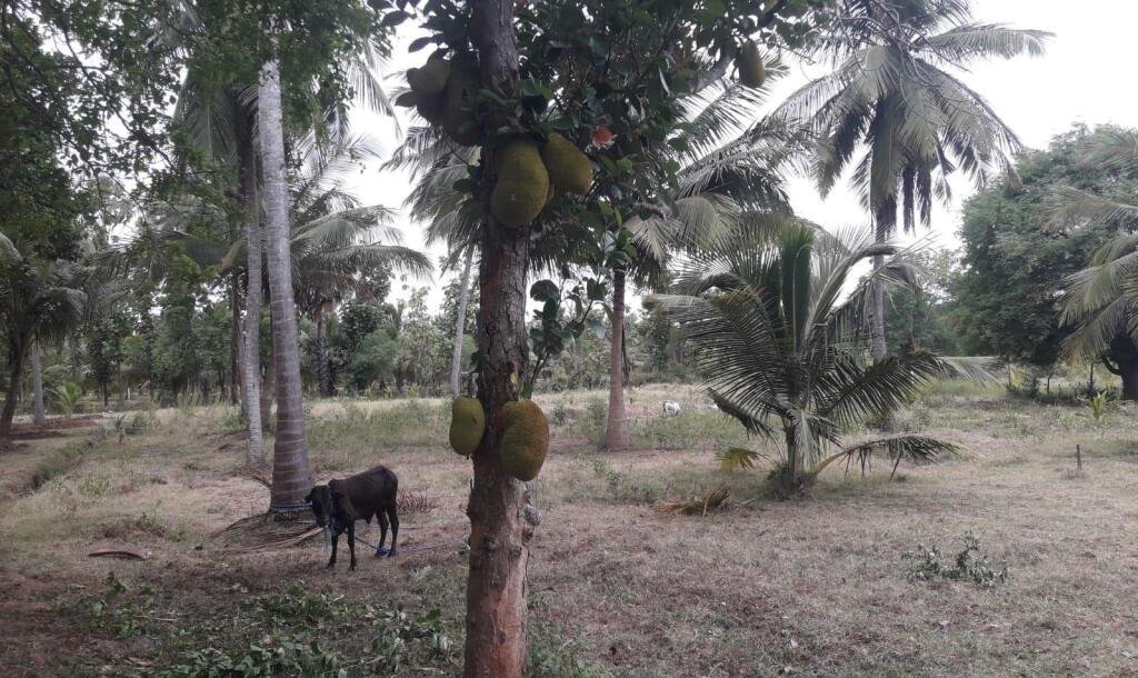 3 Acres Of Land Available For Sale In Pavatamadu Puttalam-8