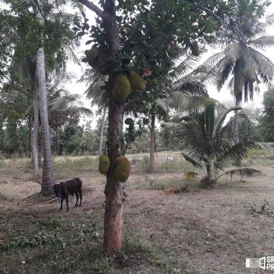 3 Acres Of Land Available For Sale In Pavatamadu Puttalam