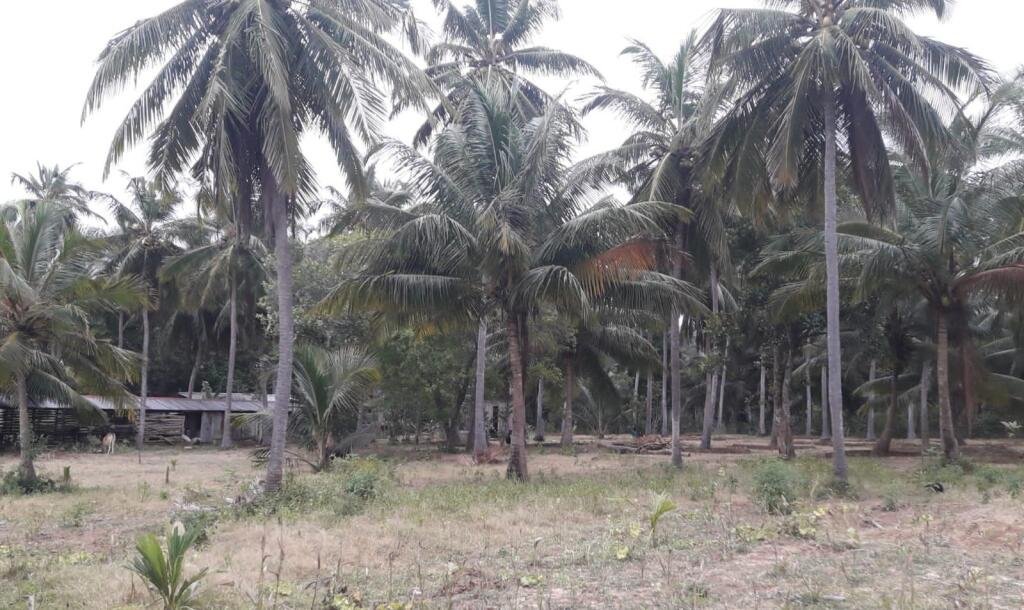 3 Acres Of Land Available For Sale In Pavatamadu Puttalam-9